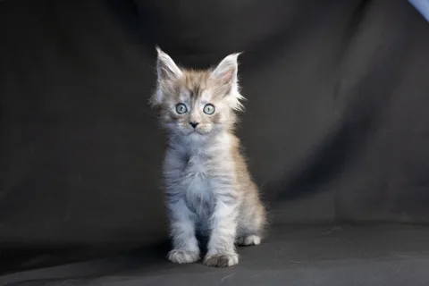 Amur — кошеня мейн-кун, чорний димчастий, розплідник UkrFenix, Київ — фото 38