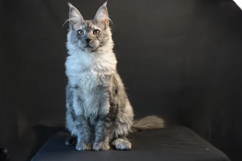 Aphrodite — кошеня мейн-кун, чорний димчастий, розплідник UkrFenix, Київ — фото 13