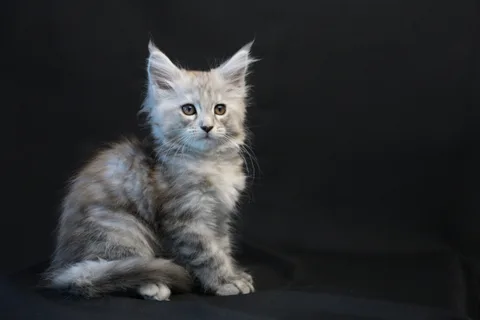 Debbie — Maine Coon kitten, black tortie silver mackerel tabby, UkrFenix cattery, Kyiv — photo 2