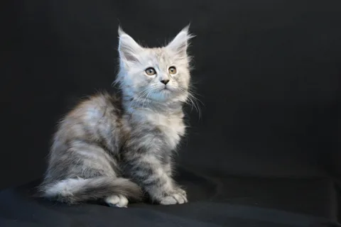 Debbie — Maine Coon kitten, black tortie silver mackerel tabby, UkrFenix cattery, Kyiv — photo 3