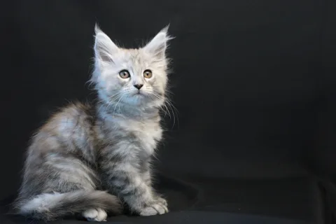 Debbie — Maine Coon kitten, black tortie silver mackerel tabby, UkrFenix cattery, Kyiv — photo 4