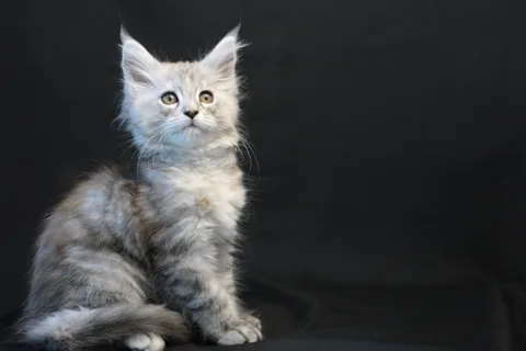 Debbie — Maine Coon kitten, black tortie silver mackerel tabby, UkrFenix cattery, Kyiv — photo 5