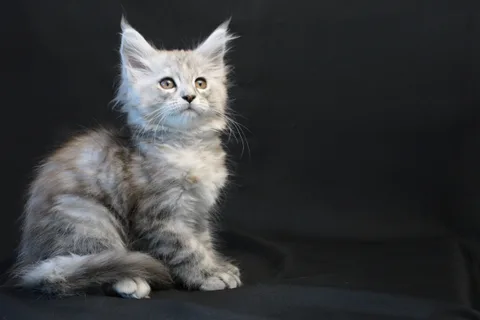 Debbie — Maine Coon kitten, black tortie silver mackerel tabby, UkrFenix cattery, Kyiv — photo 6