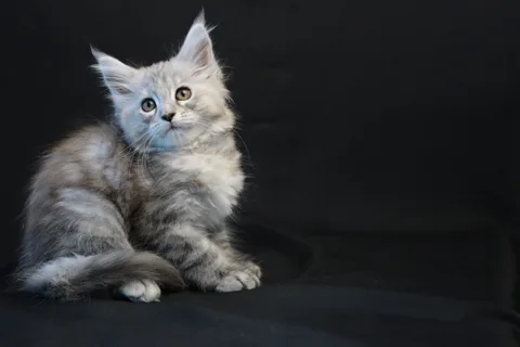 Debbie — Maine Coon kitten, black tortie silver mackerel tabby, UkrFenix cattery, Kyiv — photo 7