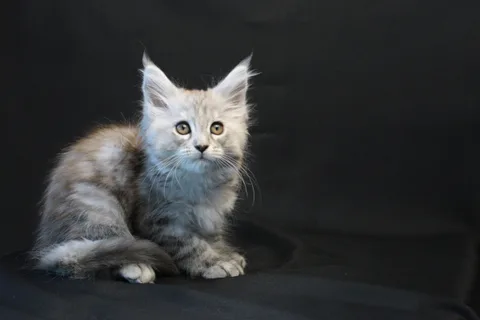 Debbie — Maine Coon kitten, black tortie silver mackerel tabby, UkrFenix cattery, Kyiv — photo 8