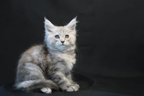 Debbie — Maine Coon kitten, black tortie silver mackerel tabby, UkrFenix cattery, Kyiv — photo 9
