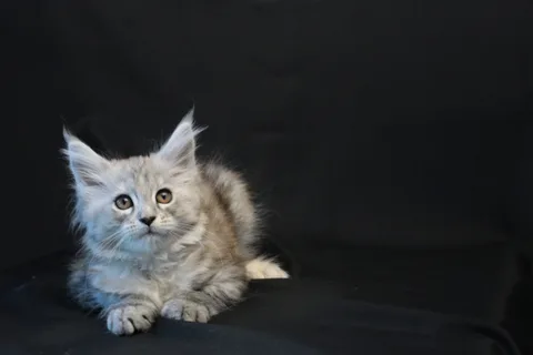 Debbie — Maine Coon kitten, black tortie silver mackerel tabby, UkrFenix cattery, Kyiv — photo 10