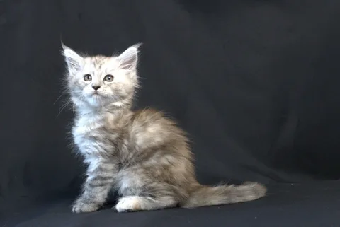 Debbie — Maine Coon kitten, black tortie silver mackerel tabby, UkrFenix cattery, Kyiv — photo 11