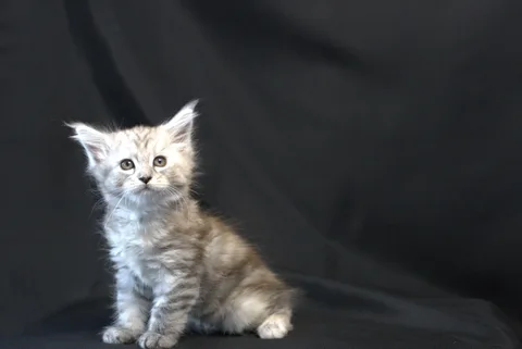 Debbie — Maine Coon kitten, black tortie silver mackerel tabby, UkrFenix cattery, Kyiv — photo 12