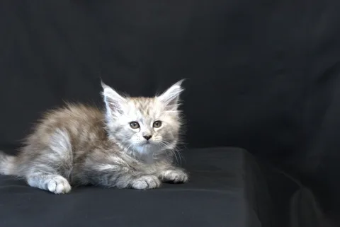 Debbie — Maine Coon kitten, black tortie silver mackerel tabby, UkrFenix cattery, Kyiv — photo 13