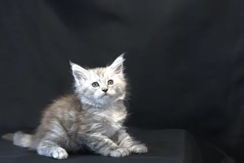 Debbie — Maine Coon kitten, black tortie silver mackerel tabby, UkrFenix cattery, Kyiv — photo 14