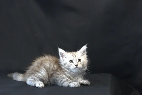 Debbie — Maine Coon kitten, black tortie silver mackerel tabby, UkrFenix cattery, Kyiv — photo 15