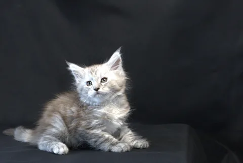 Debbie — Maine Coon kitten, black tortie silver mackerel tabby, UkrFenix cattery, Kyiv — photo 16