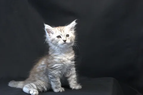 Debbie — Maine Coon kitten, black tortie silver mackerel tabby, UkrFenix cattery, Kyiv — photo 17