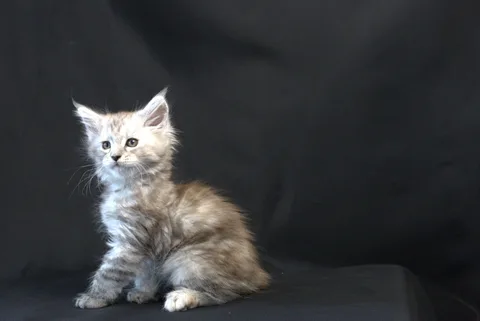Debbie — Maine Coon kitten, black tortie silver mackerel tabby, UkrFenix cattery, Kyiv — photo 18