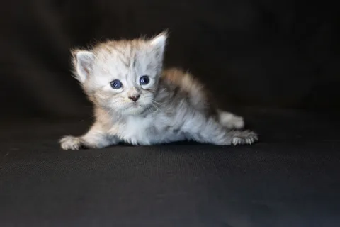 Debbie — Maine Coon kitten, black tortie silver mackerel tabby, UkrFenix cattery, Kyiv — photo 19