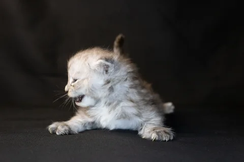 Debbie — Maine Coon kitten, black tortie silver mackerel tabby, UkrFenix cattery, Kyiv — photo 20