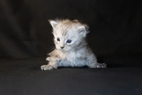 Debbie — Maine Coon kitten, black tortie silver mackerel tabby, UkrFenix cattery, Kyiv — photo 21