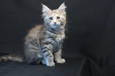 Dominica — Maine Coon kitten, black tortie silver mackerel tabby, UkrFenix cattery, Kyiv — photo 2