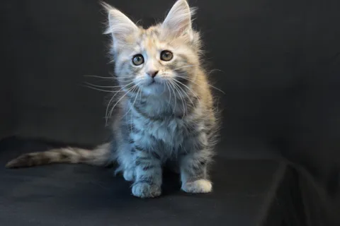 Dominica — Maine Coon kitten, black tortie silver mackerel tabby, UkrFenix cattery, Kyiv — photo 3