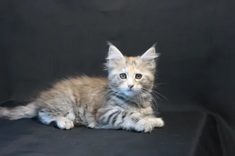 Dominica — Maine Coon kitten, black tortie silver mackerel tabby, UkrFenix cattery, Kyiv — photo 4