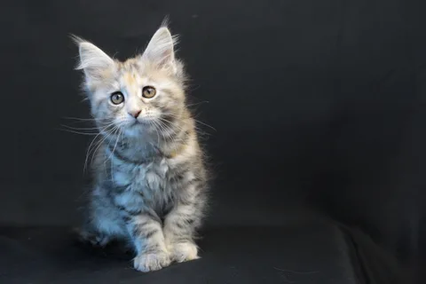 Dominica — Maine Coon kitten, black tortie silver mackerel tabby, UkrFenix cattery, Kyiv — photo 5