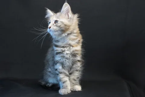 Dominica — Maine Coon kitten, black tortie silver mackerel tabby, UkrFenix cattery, Kyiv — photo 6