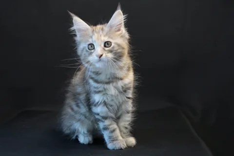 Dominica — Maine Coon kitten, black tortie silver mackerel tabby, UkrFenix cattery, Kyiv — photo 7