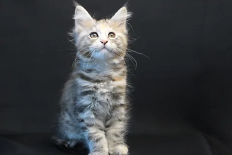 Dominica — Maine Coon kitten, black tortie silver mackerel tabby, UkrFenix cattery, Kyiv — photo 8