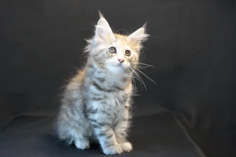 Dominica — Maine Coon kitten, black tortie silver mackerel tabby, UkrFenix cattery, Kyiv — photo 9