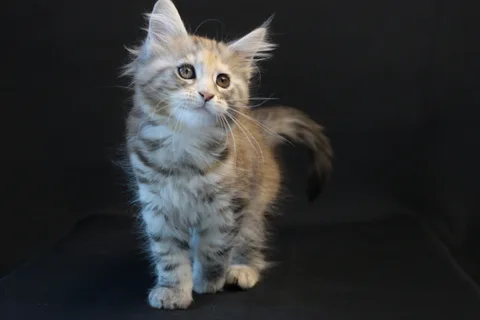Dominica — Maine Coon kitten, black tortie silver mackerel tabby, UkrFenix cattery, Kyiv — photo 10