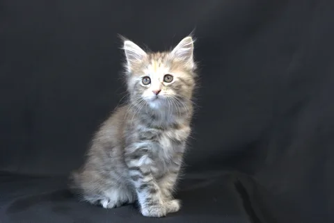Dominica — Maine Coon kitten, black tortie silver mackerel tabby, UkrFenix cattery, Kyiv — photo 11