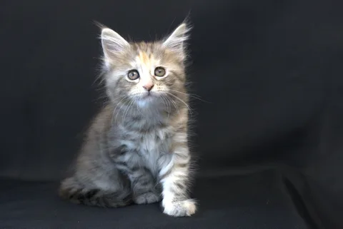 Dominica — Maine Coon kitten, black tortie silver mackerel tabby, UkrFenix cattery, Kyiv — photo 12