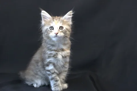 Dominica — Maine Coon kitten, black tortie silver mackerel tabby, UkrFenix cattery, Kyiv — photo 13