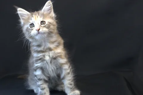 Dominica — Maine Coon kitten, black tortie silver mackerel tabby, UkrFenix cattery, Kyiv — photo 14