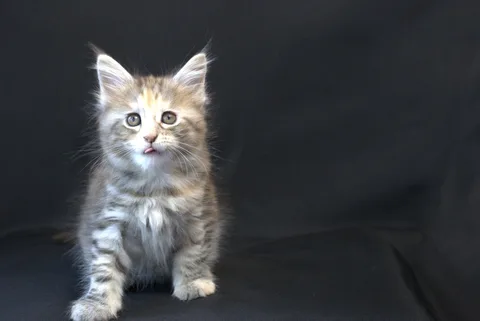 Dominica — Maine Coon kitten, black tortie silver mackerel tabby, UkrFenix cattery, Kyiv — photo 15
