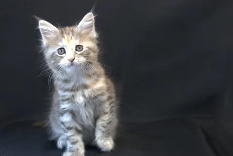 Dominica — Maine Coon kitten, black tortie silver mackerel tabby, UkrFenix cattery, Kyiv — photo 16