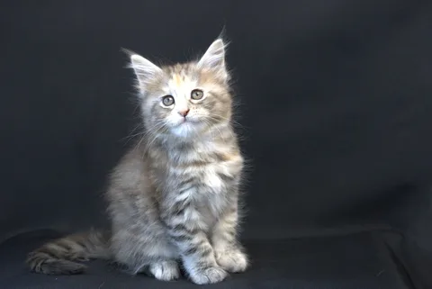 Dominica — Maine Coon kitten, black tortie silver mackerel tabby, UkrFenix cattery, Kyiv — photo 17
