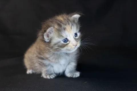 Dominica — Maine Coon kitten, black tortie silver mackerel tabby, UkrFenix cattery, Kyiv — photo 18
