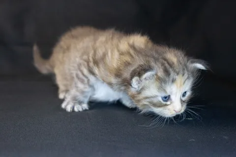 Dominica — Maine Coon kitten, black tortie silver mackerel tabby, UkrFenix cattery, Kyiv — photo 19