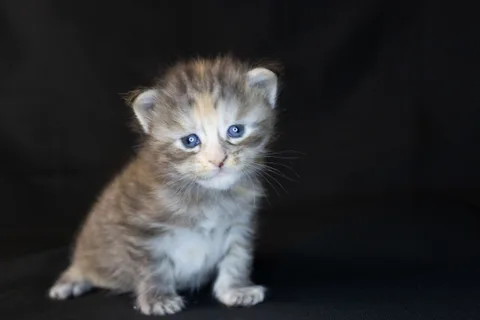 Dominica — Maine Coon kitten, black tortie silver mackerel tabby, UkrFenix cattery, Kyiv — photo 20