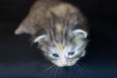 Dominica — Maine Coon kitten, black tortie silver mackerel tabby, UkrFenix cattery, Kyiv — photo 21