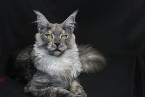 Bourgeois — Maine Coon kitten, black smoke, UkrFenix cattery, Kyiv — photo 1