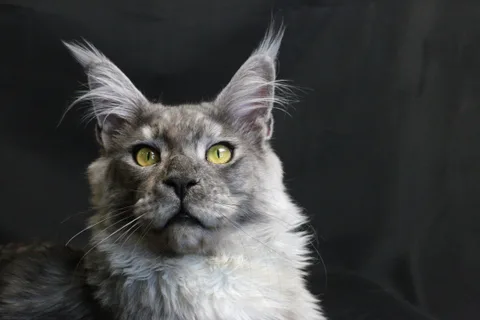Bourgeois — Maine Coon kitten, black smoke, UkrFenix cattery, Kyiv — photo 2