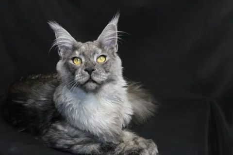 Bourgeois — Maine Coon kitten, black smoke, UkrFenix cattery, Kyiv — photo 3