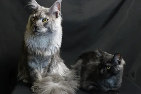 Bourgeois — Maine Coon kitten, black smoke, UkrFenix cattery, Kyiv — photo 4
