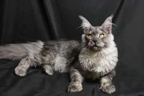 Bourgeois — Maine Coon kitten, black smoke, UkrFenix cattery, Kyiv — photo 5