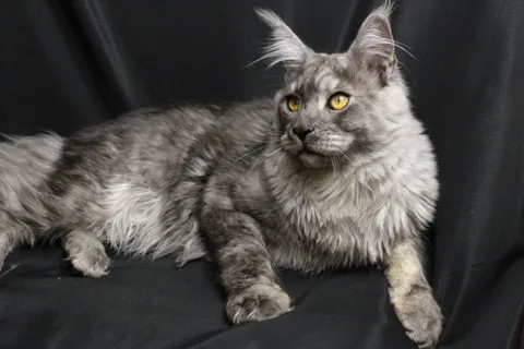 Bourgeois — Maine Coon kitten, black smoke, UkrFenix cattery, Kyiv — photo 6