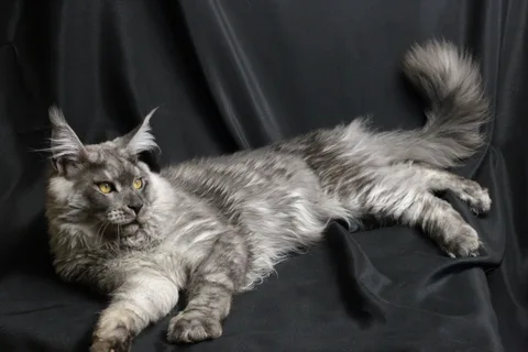 Bourgeois — Maine Coon kitten, black smoke, UkrFenix cattery, Kyiv — photo 7