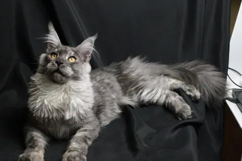 Bourgeois — Maine Coon kitten, black smoke, UkrFenix cattery, Kyiv — photo 8
